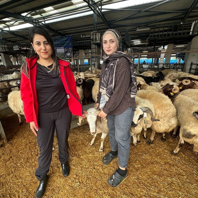 İki genç kuzen celep, Bursa'daki kurban pazarında rekabeti artırdı