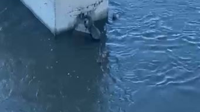 Su samuru balık yerken görüntülendi