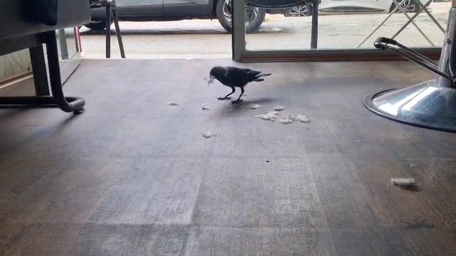 Kuaför çırağı karga
Saç kesmiyor ama yere düşen saçları topluyor....
Bursa'da bir karga her gün aynı saatte geldiği kuaför dükkanında yere düşen saçları topluyor