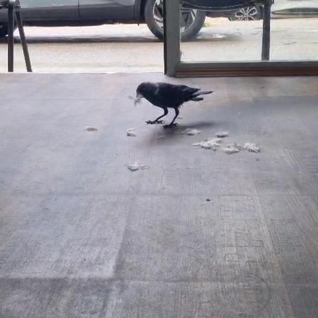 Kuaför çırağı karga
Saç kesmiyor ama yere düşen saçları topluyor....
Bursa'...