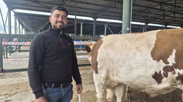 Eskişehir Hayvan Pazarı'nın şampiyon danası görücüye çıktı
780 kiloluk dev hayvandan net 500 kilo et çıkması bekleniyor
Besici Kerim Murat: "İstanbul'da olsa 550 bin TL'ye gidecek hayvana 420 bin TL diyoruz, yine de yüksek geliyor"