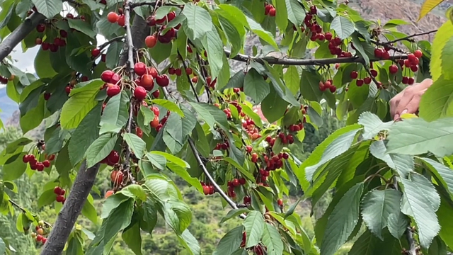 Artvin'de çiftçilerin gecikmeli kiraz mesaisi