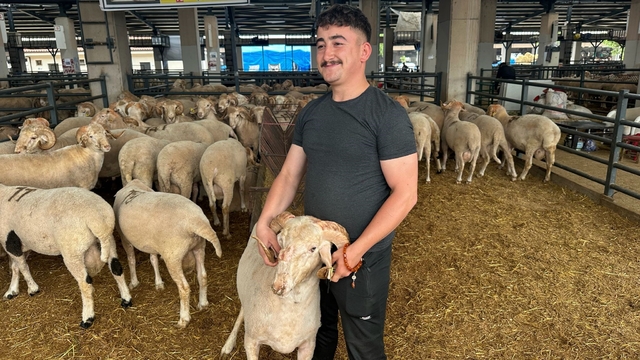 Bursa'daki sıra dışı "gergedan boynuz"lu koç görenleri şaşırtıyor