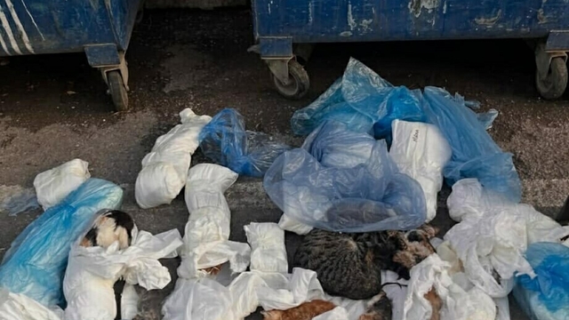 İzmir'de çöp konteynerinin önünde, poşetlerde 33 ölü kedi bulundu