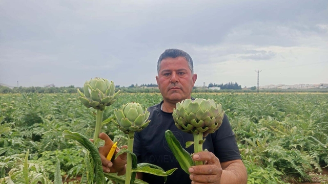 KKTC'de ilk kez yediği enginarı memleketinde üretti