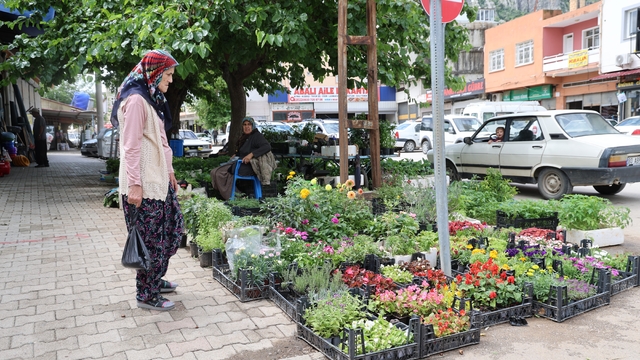 Yayla sezonu öncesi ata tohumu fidelerine yoğun talep