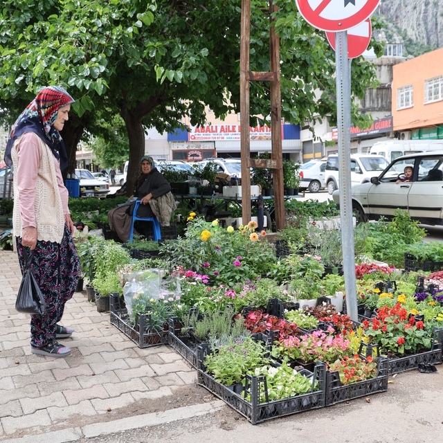 Yayla sezonu öncesi ata tohumu fidelerine yoğun talep