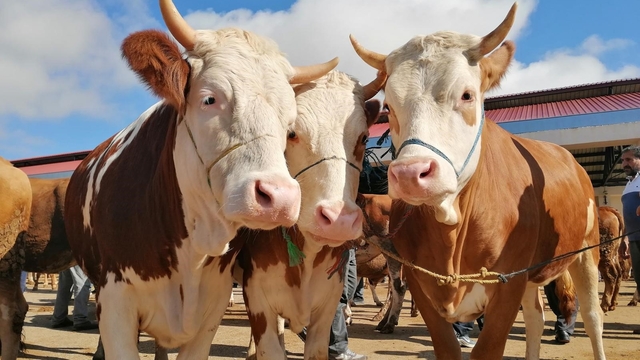 Bayburt'ta kurbanlık satışları bugün başladı