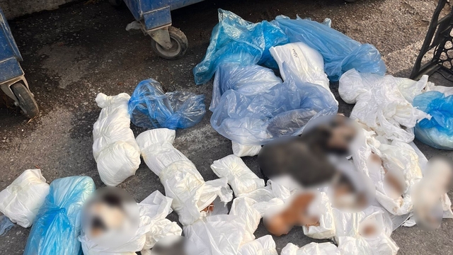 İzmir'de poşetler içinde 33 ölü kedi bulundu