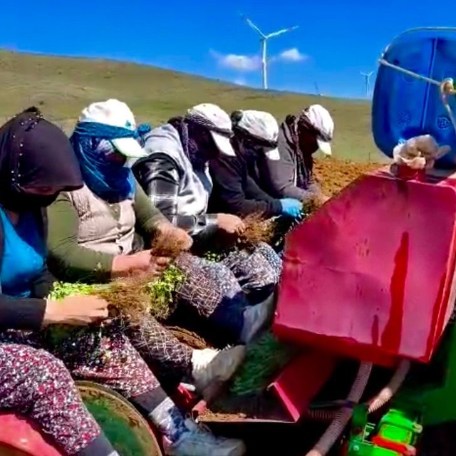 Yıllardır atıl durumda olan tarım arazilerine 'kekik' ekimine başlandı