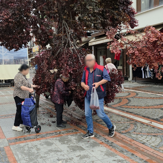 Şiddetli rüzgarda yağmur yağdı, ağaç kırıldı: Vatandaşlar erik peşine düştü