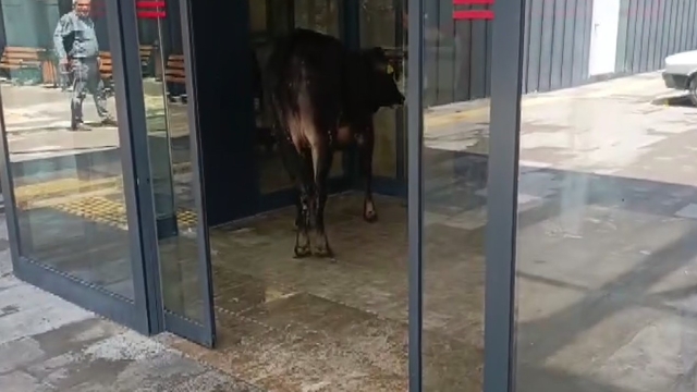 Nizip'te kaçan kurbanlık dana soluğu acil serviste aldı
Hayvan pazarından kaçan kurbanlık dana acil servisi birbirine kattı