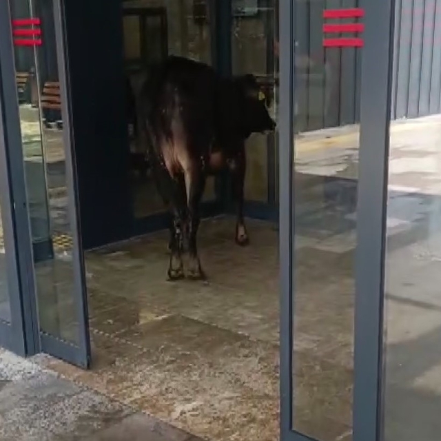 Nizip'te kaçan kurbanlık dana soluğu acil serviste aldı
Hayvan pazarından k...