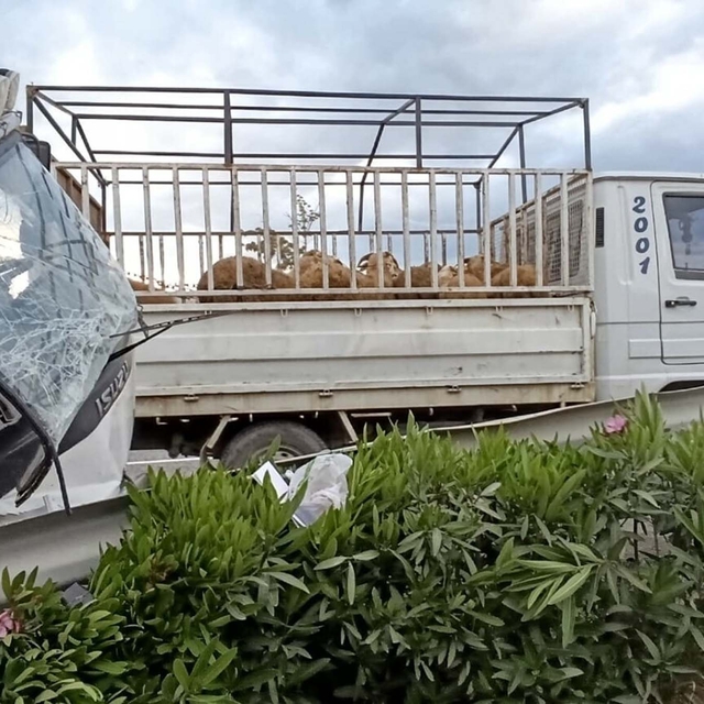 Devrilen kurbanlık yüklü kamyonetin sürücüsü yaralandı
