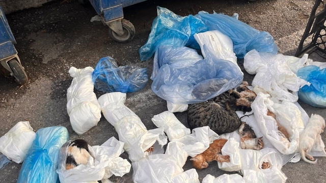 Poşetler içinde bulunan 33 ölü kedi ile ilgili soruşturma başlatıldı