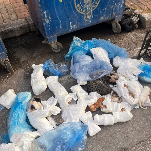 Poşetler içinde bulunan 33 ölü kedi ile ilgili soruşturma başlatıldı