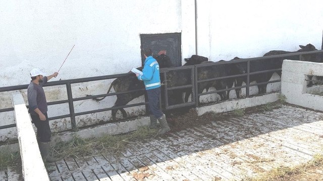 Kütahya'da ithal besilik danaların aşılama ve sağlık kontrolleri yapıldı