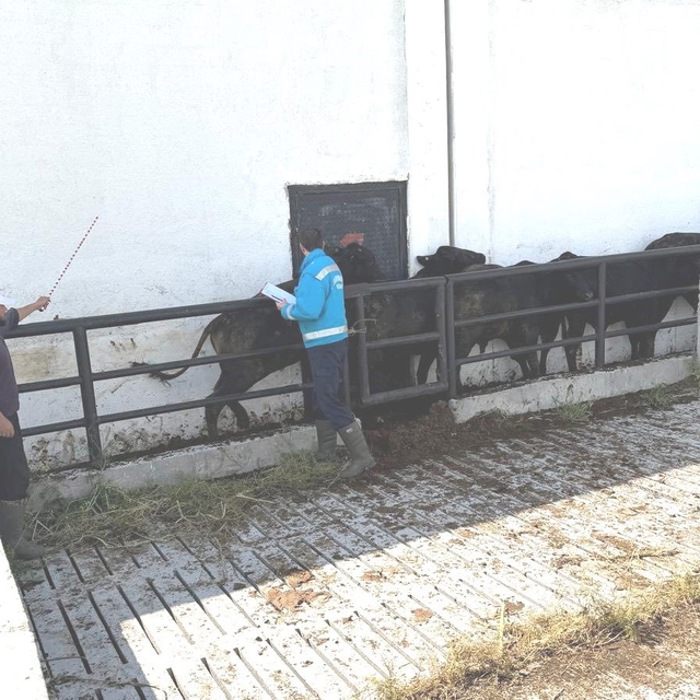Kütahya'da ithal besilik danaların aşılama ve sağlık kontrolleri yapıldı
