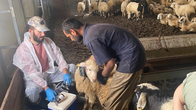 Kemah'ta küçükbaş hayvanlar için sağlık taraması yapıldı