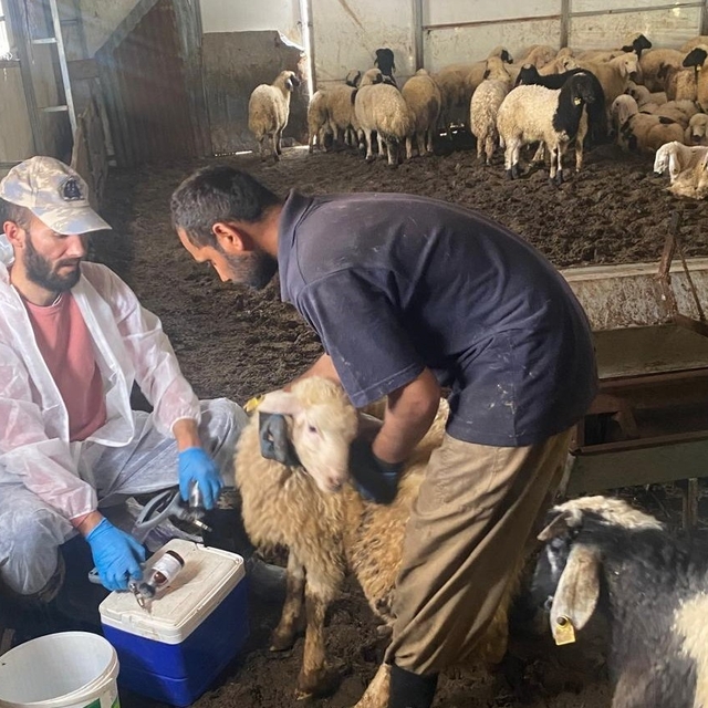 Kemah'ta küçükbaş hayvanlar için sağlık taraması yapıldı