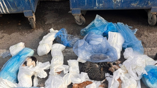 İzmir'de çöpte 33 ölü kedi bulunmasıyla ilgili bir veteriner gözaltına alındı