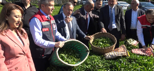 Artvin'de çay hasadı başladı