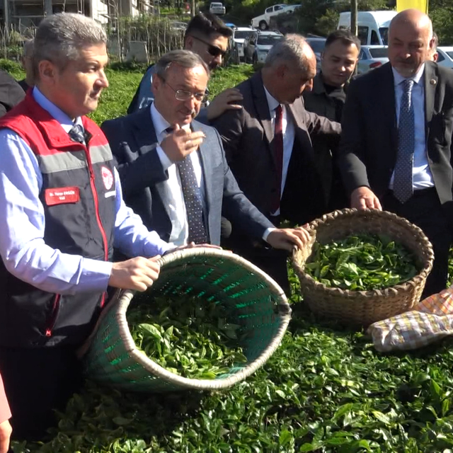 Artvin'de çay hasadı başladı