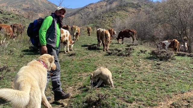 Dronla bozayıları sürüden uzaklaştırdı