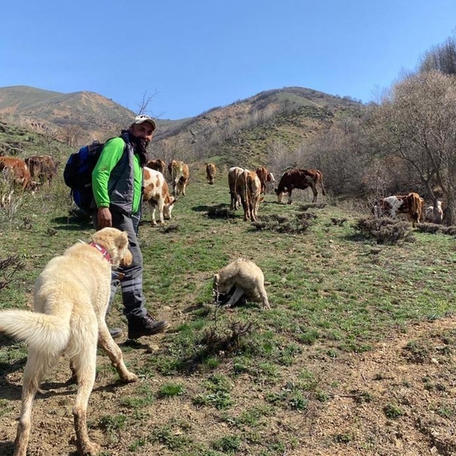 Dronla bozayıları sürüden uzaklaştırdı