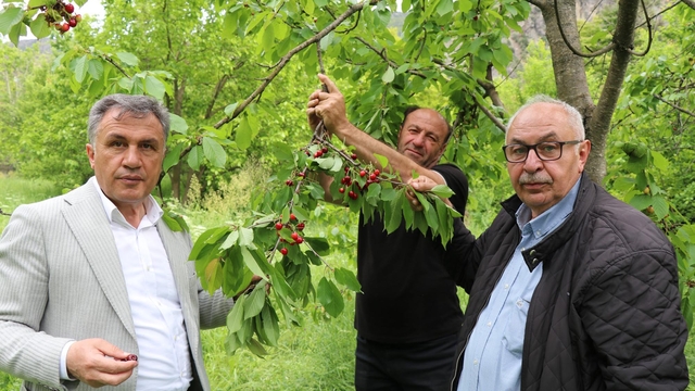 Oltu'da 'misafir kirazı' hasadı başladı