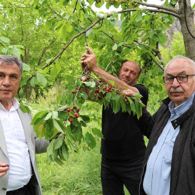 Oltu'da 'misafir kirazı' hasadı başladı