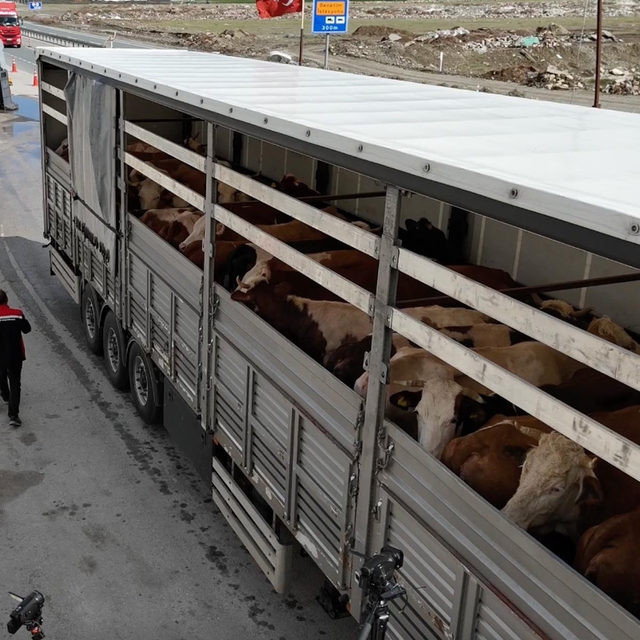 Erzincan'da kurbanlık sevkiyatına sıkı denetim