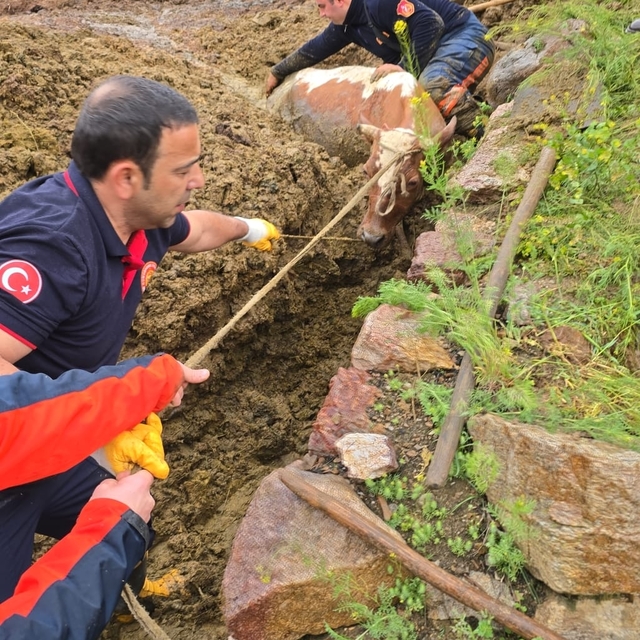 Gümüşhane'de gübre çukuruna düşen ineği itfaiye kurtardı