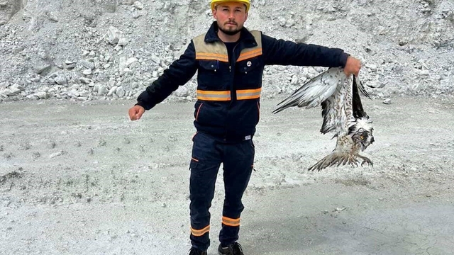 Hisarcık'ta maden sahasında bitkin halde bulunan balık kartalı tedavi altına alındı
