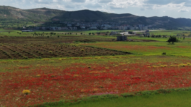 Gercüş Ovası kırmızıya boyandı