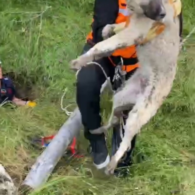 Isparta'da foseptik çukuruna düşen yavru köpek ve kaplumbağa kurtarıldı
Isp...