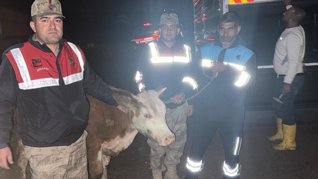 Siverek'te çalınan büyükbaş hayvan jandarma tarafından bulundu