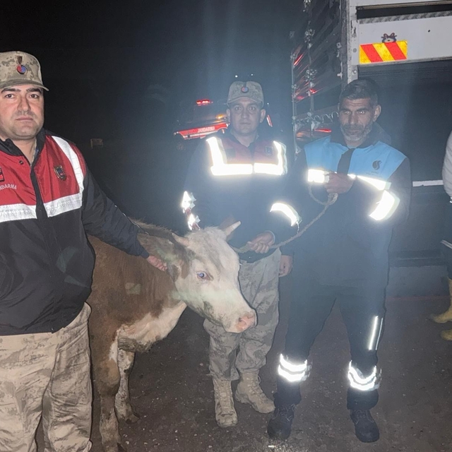 Siverek'te çalınan büyükbaş hayvan jandarma tarafından bulundu