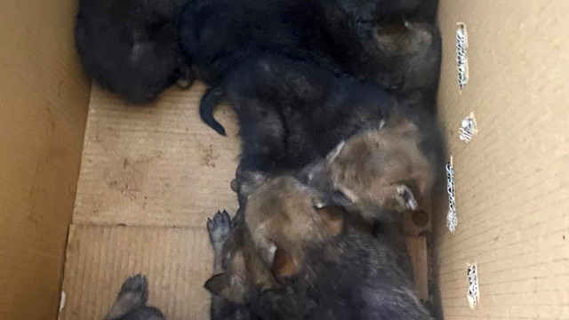 Karakoçan'da bulunan 7 yavru kurt koruma altına alındı