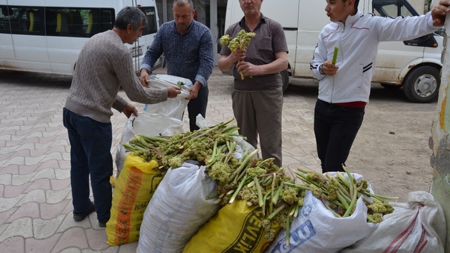 Yaylalardan toplandı, tezgâhlarda satışa sunuldu