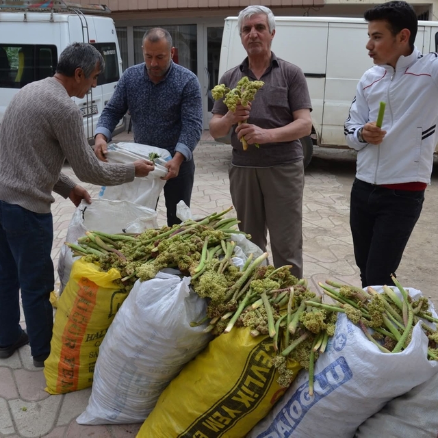 Yaylalardan toplandı, tezgâhlarda satışa sunuldu