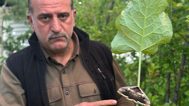 Yağmur ormanlarında yaşayan baykuş kelebeği görüntülendi