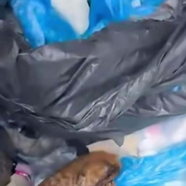 33 kedinin ölü bulunmasına ilişkin veteriner hekimin serbest bırakılmasına...