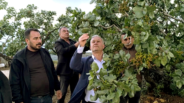 Altun, dolu yağışlarının ardından fıstık bahçelerini gezdi
