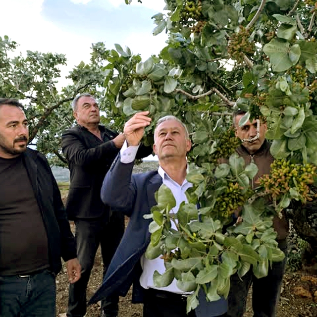 Altun, dolu yağışlarının ardından fıstık bahçelerini gezdi