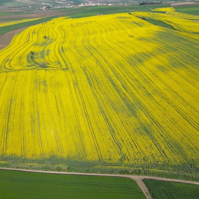 Tekirdağ'da buğday, arpa ve kanolada yüzde 30 verim artışı bekleniyor