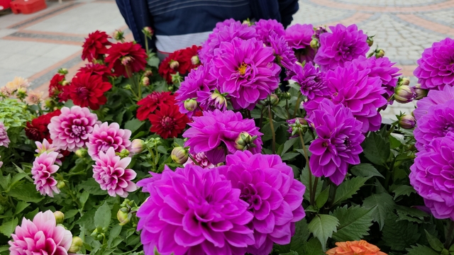 Edirne Saraçhane Caddesi'nde fesleğen kokusu