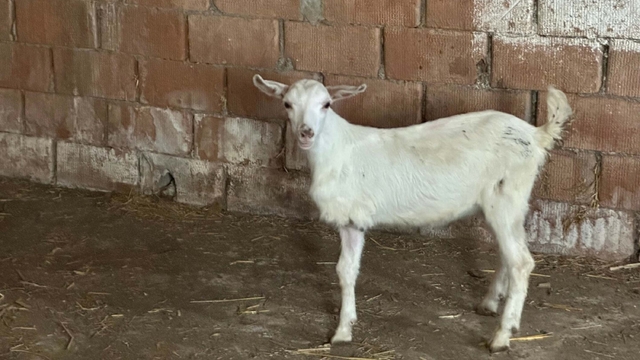 Çanakkale'de 3 bacaklı doğan oğlak, yaşama tutundu