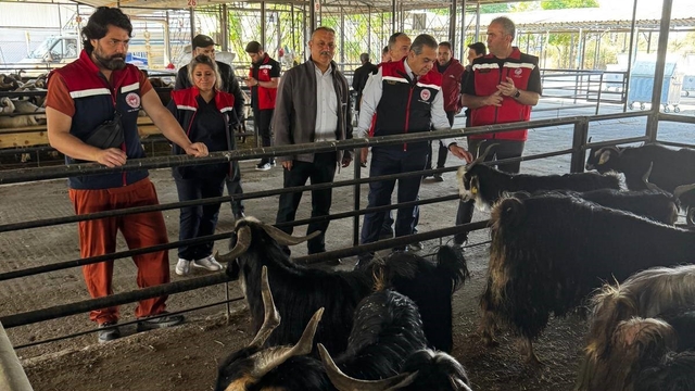 Aydın'da kurbanlık satış noktalarında kontrol yapıldı