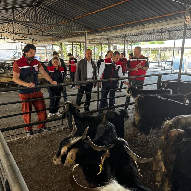 Aydın'da kurbanlık satış noktalarında kontrol yapıldı